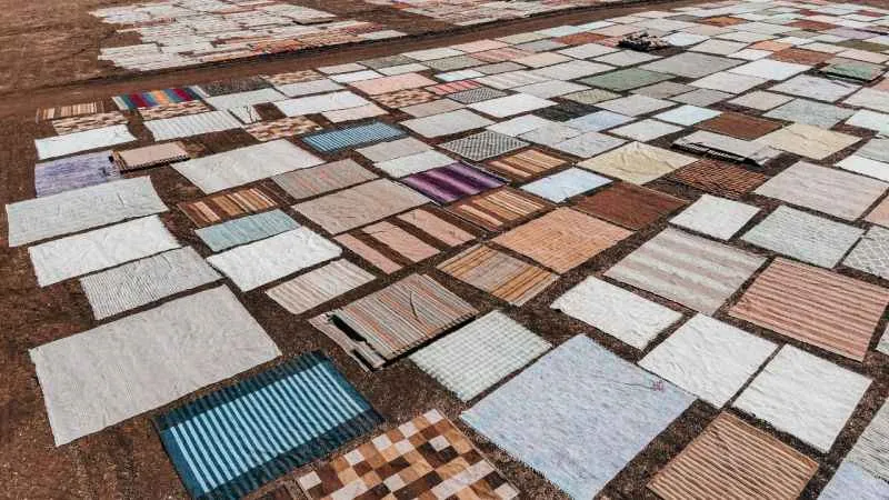 Halı tarlalarında güneşin soldurduğu milyonluk halıların hasatı başladı