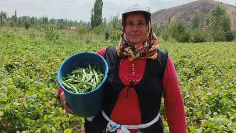 Şuhut'ta hasadı yapılan fasulye fiyatıyla üreticisinin yüzünü güldürdü