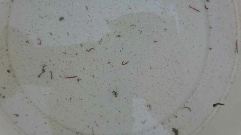 Adıyaman'da musluklardan kurtçuk aktı