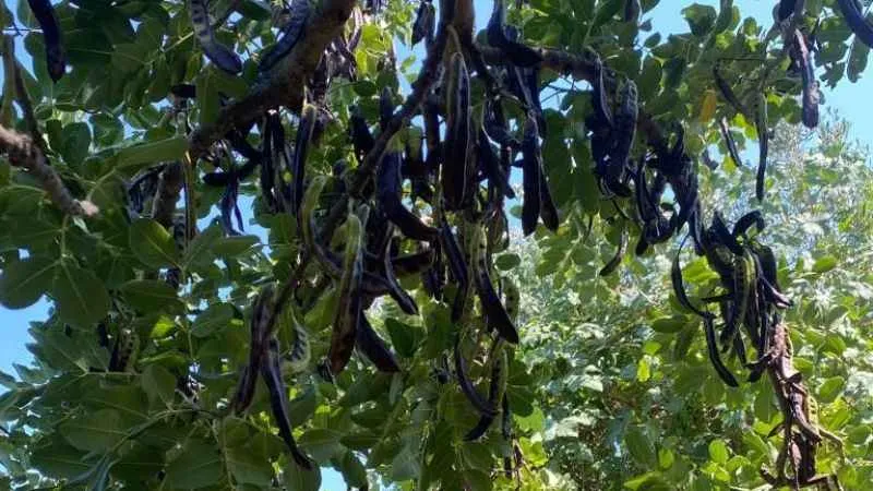 Geçen sene kilosu 40 TL olan keçiboynuzu ağaçta kaldı