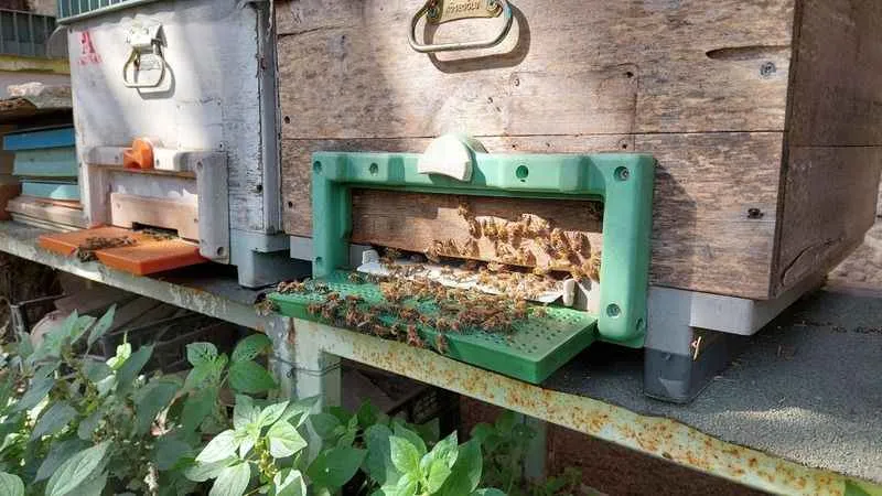 Zeytinburnu'nda bal toplama hasadı yapıldı