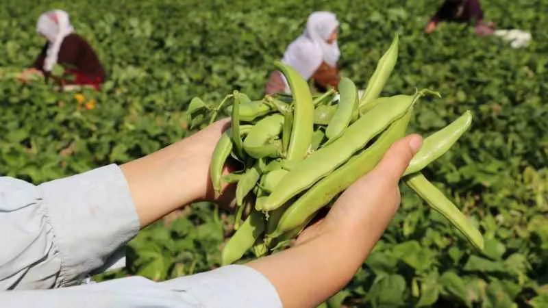 Van’ın ‘Gevaş fasulyesi’ tescillendi