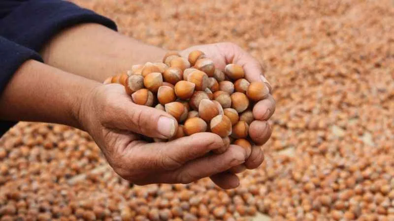 Ordu'da serbest piyasada fındık 100 lirayı aştı