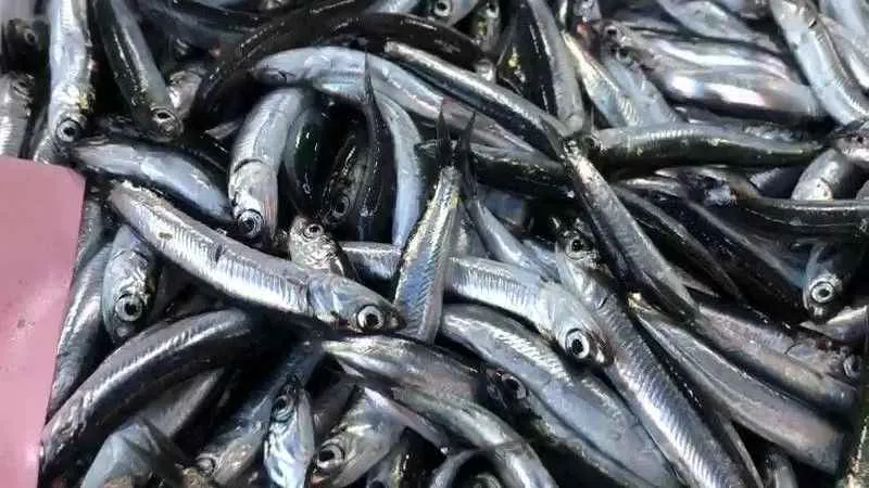 Sezonun ilk yerli hamsisi 100 TL’den tezgahtaki yerini aldı