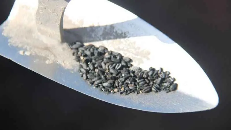 Bu buğday taneleri tarihe ışık tutacak