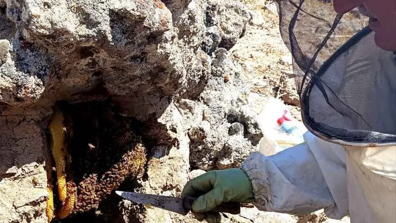 Dedesinden öğrendiği yöntemle balı 'taş'tan çıkarıyor