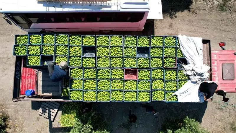 Mandalinada 1 milyon 350 bin ton rekolte bekleniyor