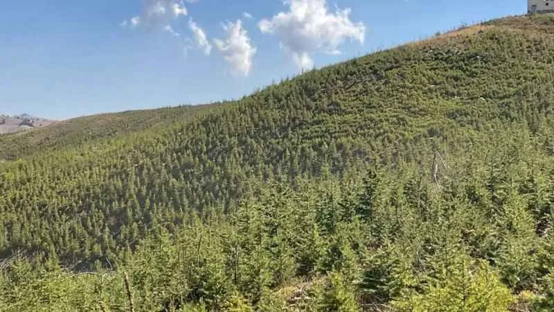 2014 yılında yanan orman yeniden yeşerdi