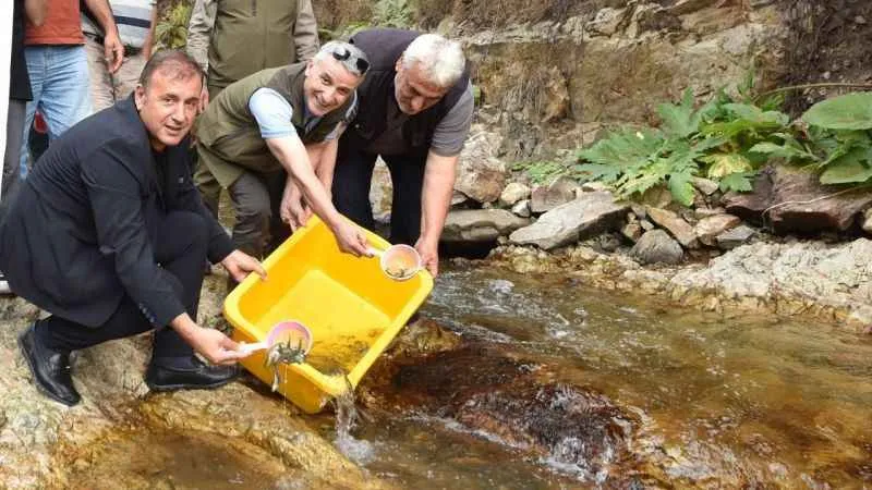Trabzon'da 5 bin kırmızı benekli doğal alabalık yavrusu bırakıldı