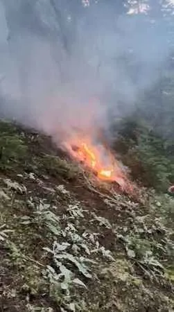 Ağaca yıldırım düştü, ormanda yangın çıktı