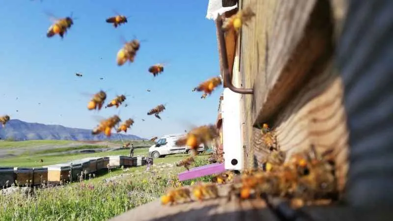 Şırnak’ta dört ayrı dağın zirvesinde en tatlı hasat başladı