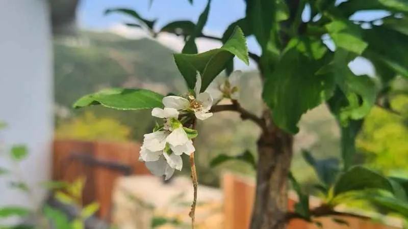 Erik ağaçları Ekim’de çiçek açtı