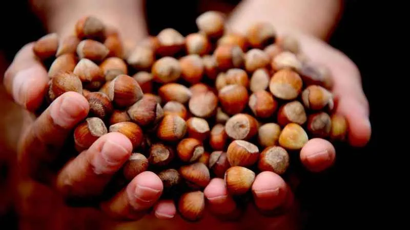 Fındık fiyat istikrarını koruyor