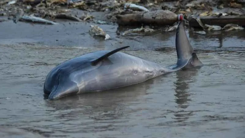Brezilya Amazonları'nda yunus ölümleri devam ediyor
