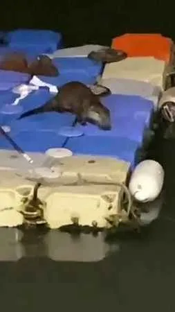 Tuzla Sahili’nde ortaya çıkan su samuru kamerada