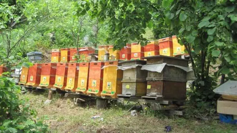 Bal ormanlarının sayısı 752'ye ulaştı