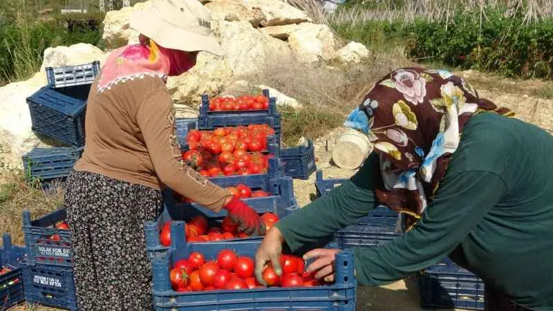 Domateste güz hasadı başladı