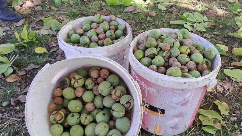 Adilcevaz cevizinin hasadına başlandı