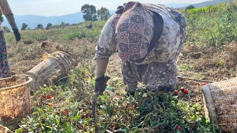 Domates üreticisi düşük fiyatlar nedeniyle dertli