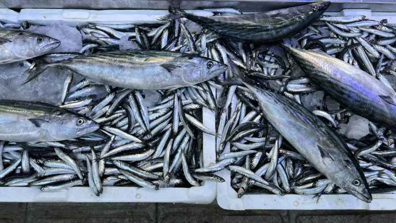 Balık tezgahlarında hafta sonu bereketi