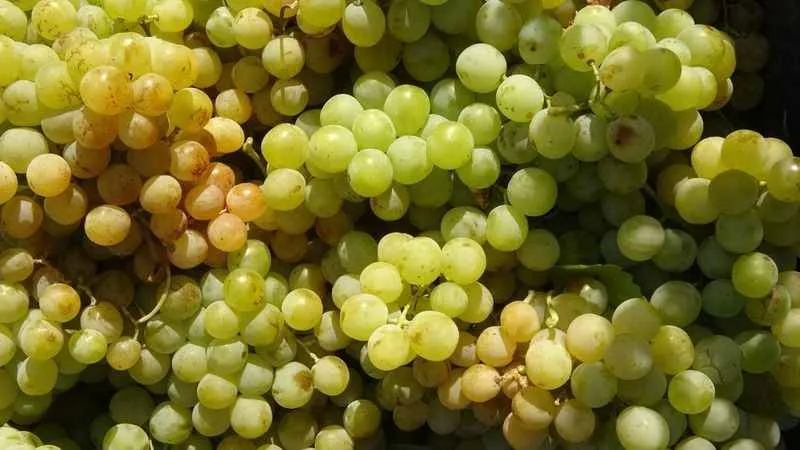 Sıcak havanın rekolteyi etkilediği üzümün tarla fiyatı: 12 TL