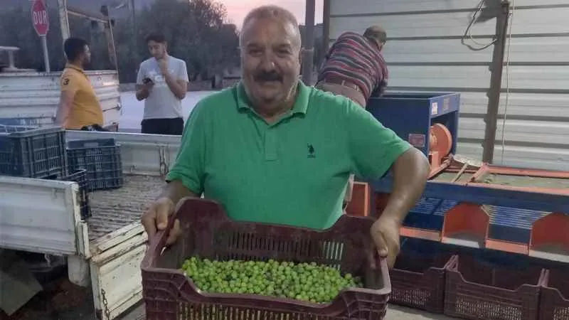 Mersin’de zeytin hırsızlığı çoğaldı, üreticiler bahçelerde nöbet tutuyor
