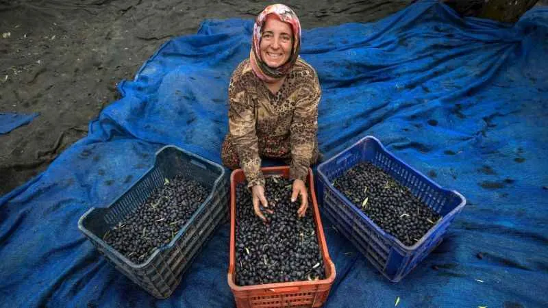 Zeytin hasadı için geri sayım başladı