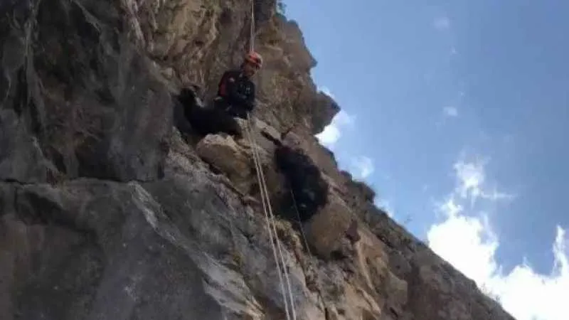 Kayalıkta mahsur kalan keçileri AFAD kurtardı