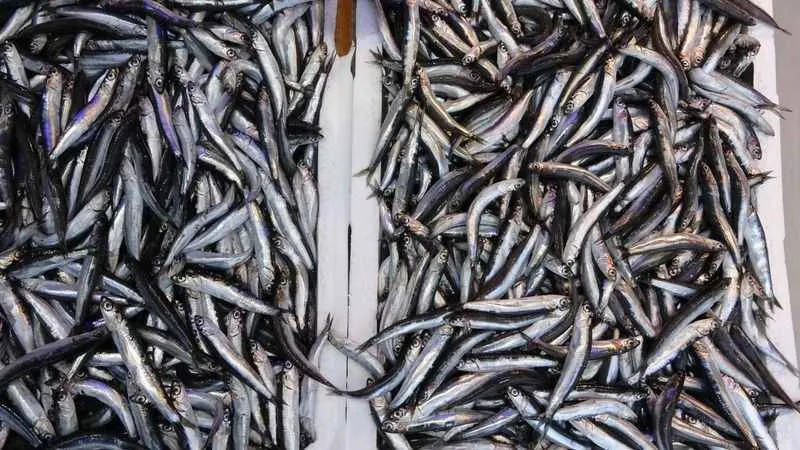 Yeni sezonda hamsi ihracatından 2 milyon dolara yakın döviz girdisi