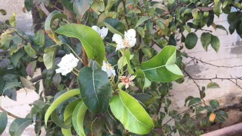 Erik ve kirazdan sonra şimdi de armut ağacı çiçek açtı