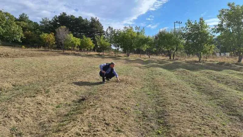 Kurak hava safranı da vurdu