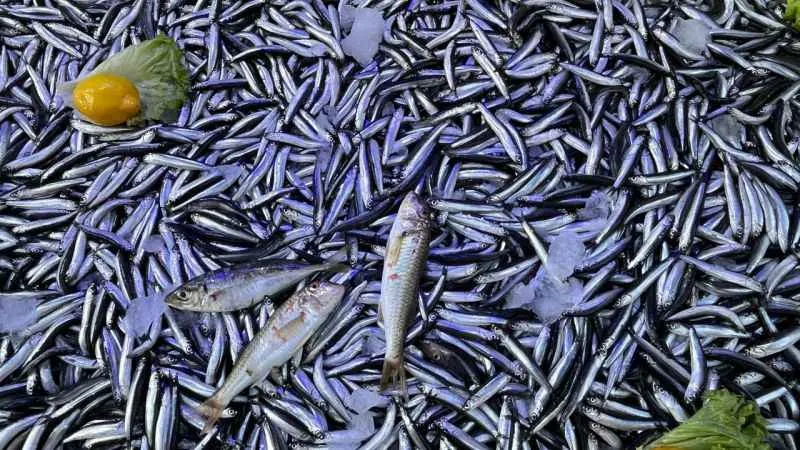 Sinop'ta hamsi bereketi: Kilosu 50 lira