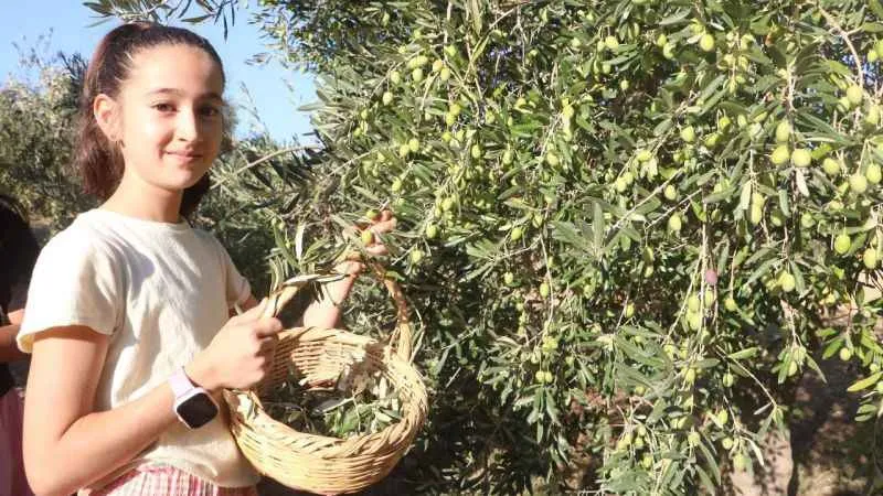 Enkaz kentte zeytin hasadı buruk başladı
