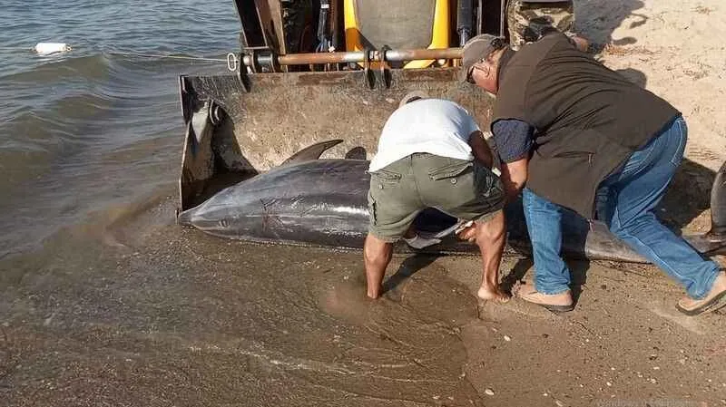 Kuşadası Körfezi'nde su yüzeyinde 'Afalina' türü yunus bulundu