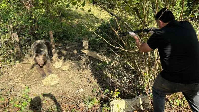 Bartın'da ayı kurtarma operasyonu