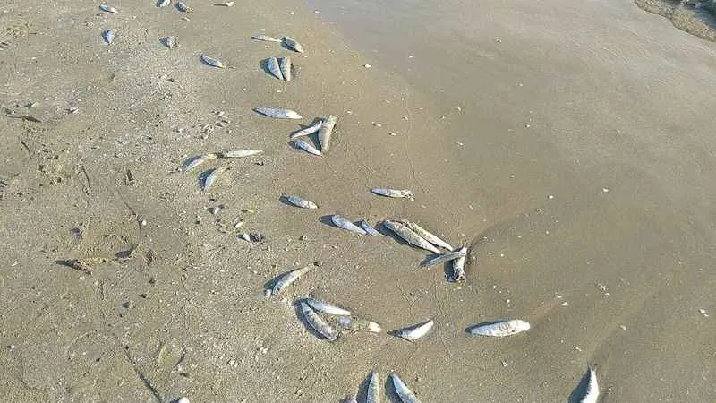 Hatay'da binlerce balık karaya vurdu