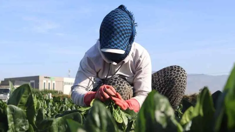 Türkiye'nin ıspanak deposunda hasat zamanı: Tarlada 4, pazarda 20 TL