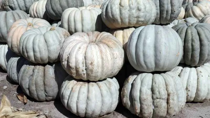 Coğrafi işaretli Sakarya kabağında hasat zamanı