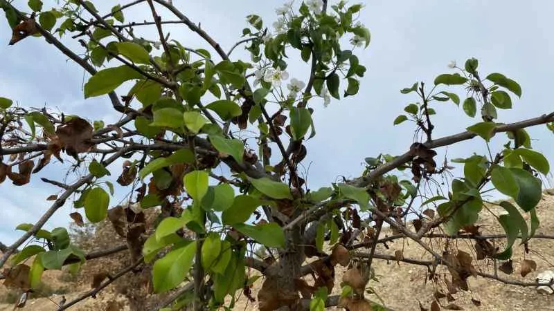 Manisa'da 4 ay önce yanan ağaçlar yapraklanıp çiçek açtı