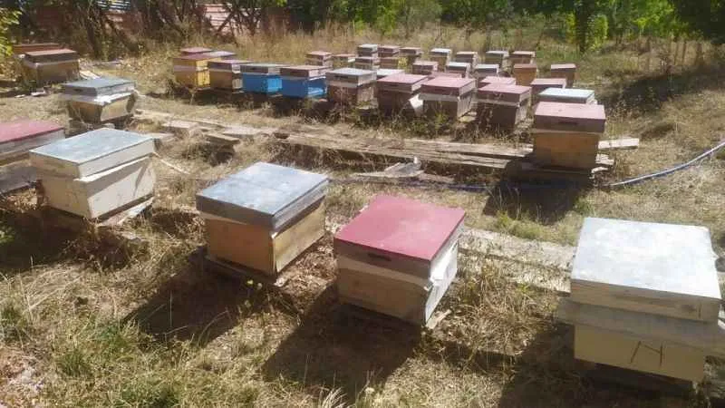  Alucra'daki toplu arı ölümleri inceleniyor