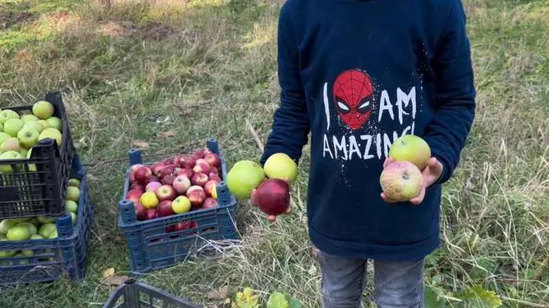 Bitlis Tatvan’da elma hasadı