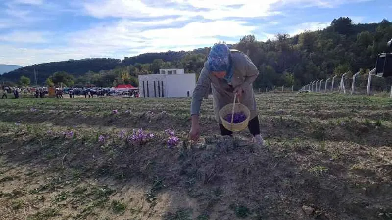 Safranbolu'da dünyanın en pahalı baharatı hasat edildi