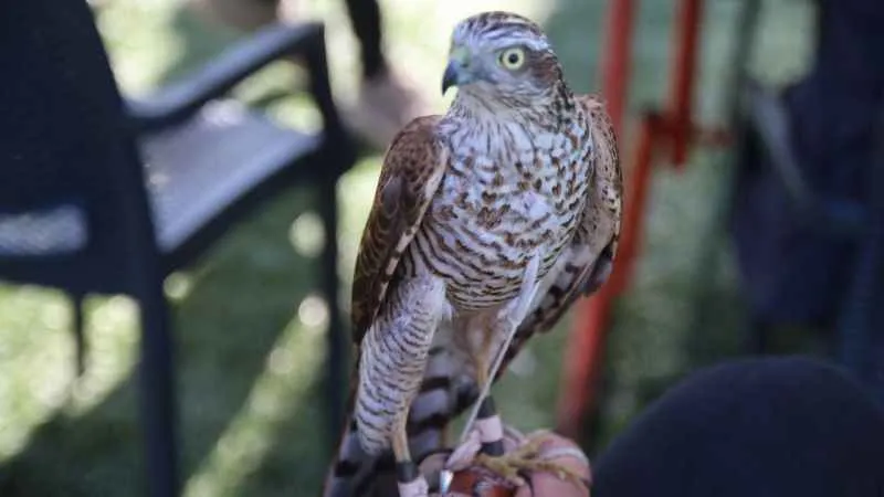 Rize’de en güzel atmaca yarışması