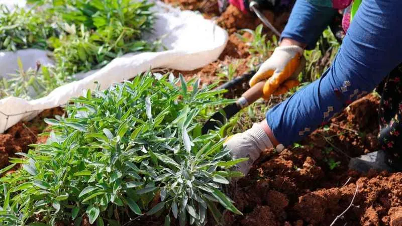 Botanik Vadi’de yılın ikinci adaçayı hasadı yapıldı