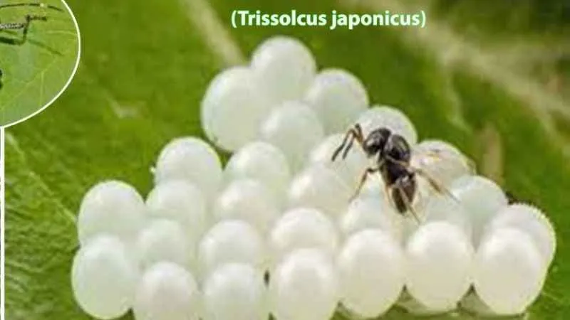 İstilacı kahverengi kokarcaya karşı 'samuray arısı'