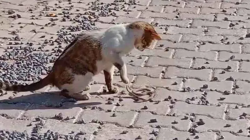 Yılanı gözüne kestiren kedi savaşın galibi oldu