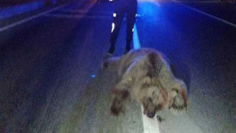 Otomobilin çarptığı ayı telef oldu