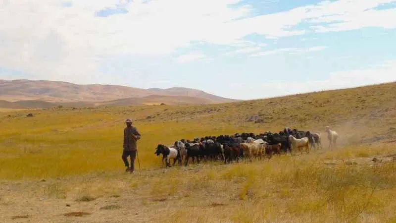 Kahramanmaraş'ta yayladan inişler başladı