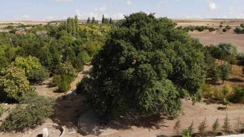 700 yıllık meşe ağacı tescillenerek koruma altına alındı