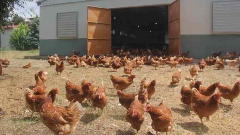 Tavuk üretimi yüzde 8,9 azaldı
